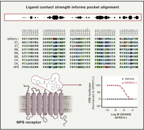 Figure 5. Computational Approaches Generate Novel Tool Compounds for GPCRs As shown here, the ‘‘pickpocketing’’ approach identifies GPCRs with potentially related  ligand-binding properties according to ligand contact strength informed pocket alignment