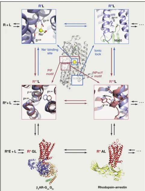 Figure 3. Molecular and Structural Pharma- Pharma-cology Extend the Ternary Complex Model for Quantitative Description of Drug Action at GPCRs
