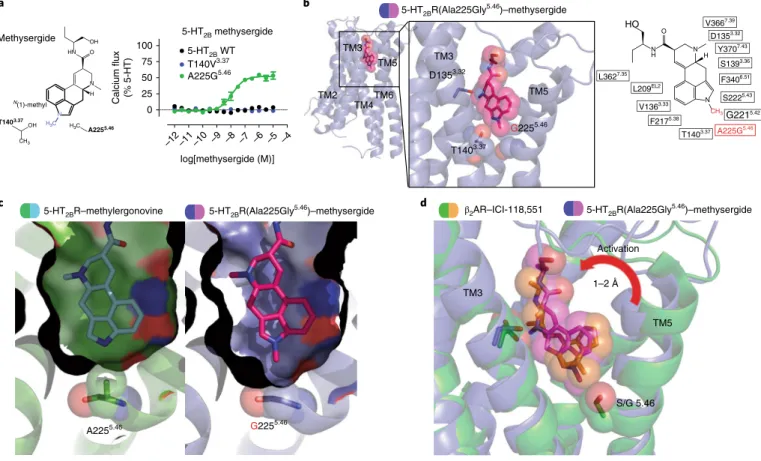 Fig. 2 | Structure of a 5-HT 2B R(Ala225gly 5.46 ) mutant designed to be activated by methysergide