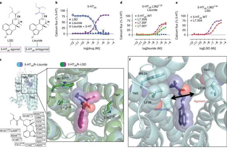 Fig. 3 | Structural basis for a 5-HT 2B  activation mechanism via the extended binding pocket