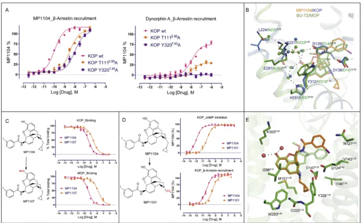 Figure S3. Interactions between MP1104 and Binding Pocket Residues, Related to Figure 3