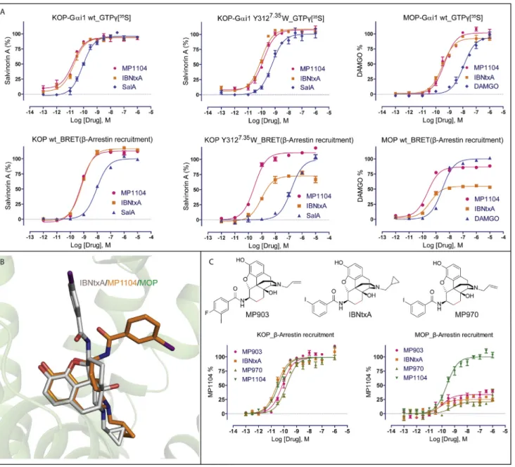 Figure S4. Characterization of Functional Bias of IBNtxA and Its Analogs, Related to Figure 5