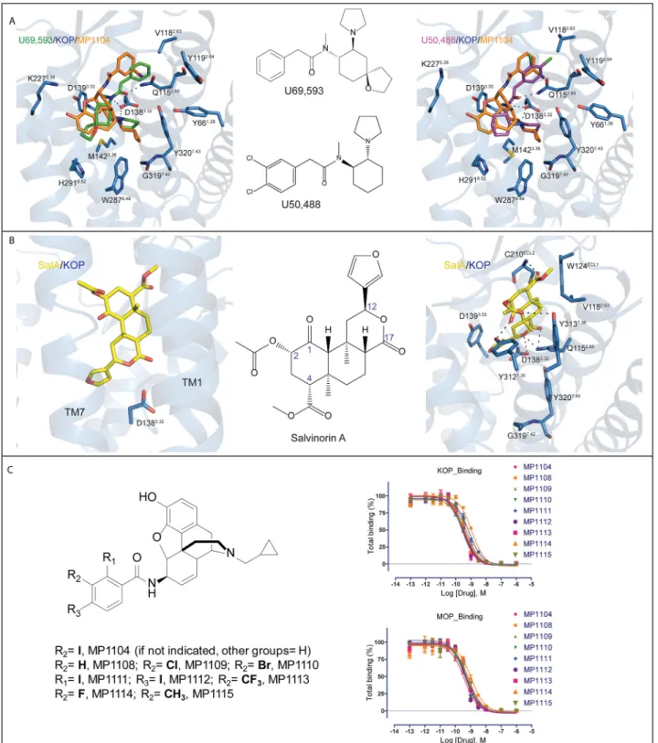 Figure S5. Structure-Activity Relationship Analysis Identifies Structural Features for Ligand Selectivity, Related to Figure 5 (A) Docking poses of U69,593 and U50,488 in the active state KOP-MP1104-Nb39 structure.