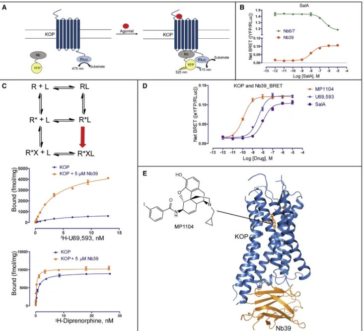 Figure 1. Identification of Inactive- and Active-State-Stabilizing Nanobodies and Overall Structure of the KOP-MP1104-Nb39 Complex (A) Cartoon of receptor-nanobody (Nb) interaction monitored by bioluminescence resonance energy transfer (BRET)