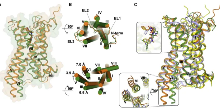 Table S2). These mutations support the hypothesis that the 4-flu- 4-flu-orophenyl moiety is dependent on p-p stacking interactions below the commonly recognized aminergic orthosteric site and that these interactions with W324 6.48 are apparently driving RI