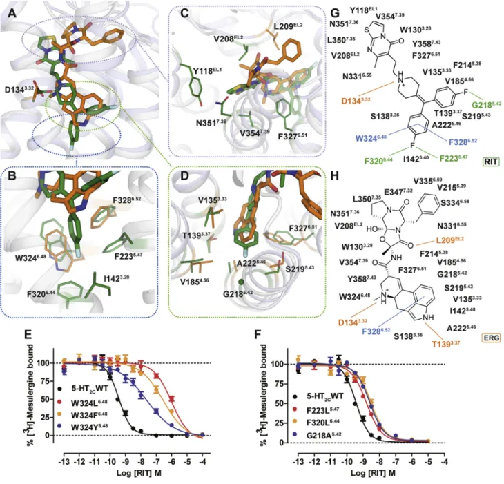 Figure 2. Different Binding Modes of ERG and RIT in 5-HT 2C