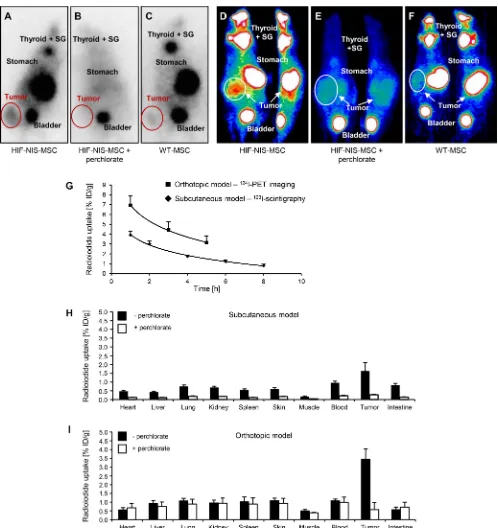 Figure 2: Enhanced tumoral radioiodide accumulation after systemic HIF-NIS-MSC application in subcutaneous and intrahepatic HuH7 xenograft mouse models
