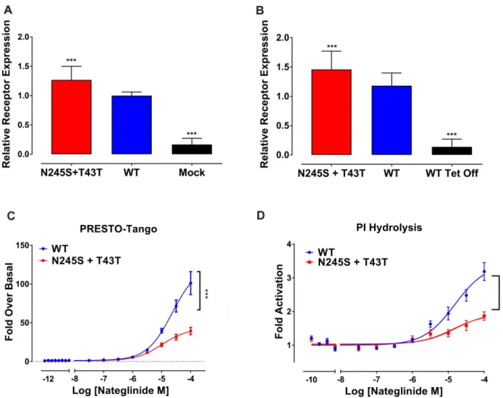 Fig 2. MRGPRX4 N245S variant has dampened signaling when compared to WT. (A) Receptor expression as calculated by whole cell ELISA in HTLA cells transfected with N245S+T43T or WT receptor with mock transfected shown as negative control (n = 2, 64 wells per
