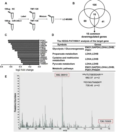 Figure 3: TMT quantification labeled protein expression analysis of cells with miR-34b-3 overexpression