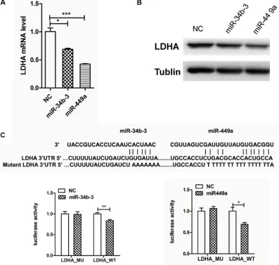 Figure 5: LDHA is a direct target of miR-34b-3 and miR-449a. (A) miR-34b-3 and miR-449a overexpression reduced LDHA mRNA level
