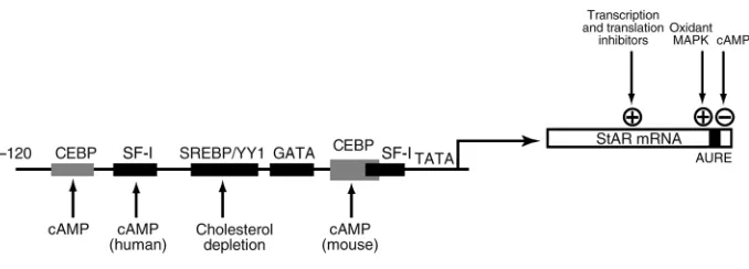 Figure 3Regulation of StAR mRNA expression. StAR mRNA expression is determined by the balance between transcription and mRNA turnover, each of which