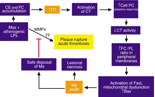 Figure 3Hypothetical model relating FC loading of lesion-al macrophages (Mφs) to acute events inadvanced atheromata