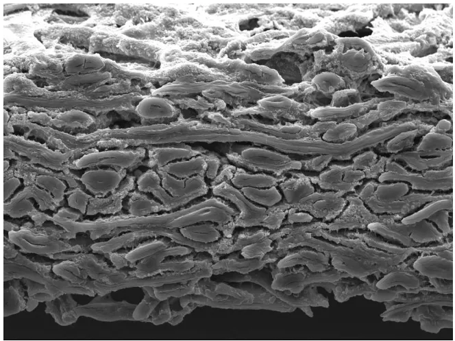 Figure 3.43: SEM image of the edge of Beech raw paper showing a heterogeneous distribution of ﬁllermaterial resulting in a signiﬁcant increase in pore sizes away from the surface of the paper.