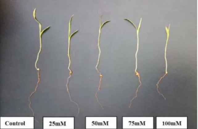 Fig. 1b.Effects of different concentration of NaCl  on root and shoot length (cm) in Setaria italica  