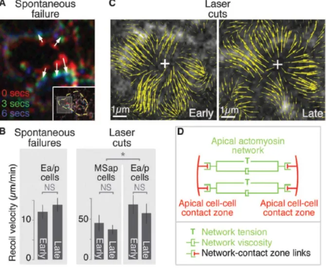 Figure 3.3. Cortical tension associated with apical constricton is  established early and changes little as apical shrinking accelerates in C