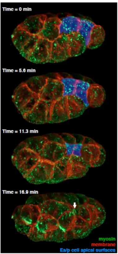 Figure 3.5. Images of myosin and plasma membrane at four timepoints in  gastrulation, collected by Bessel beam structured plane illumination 