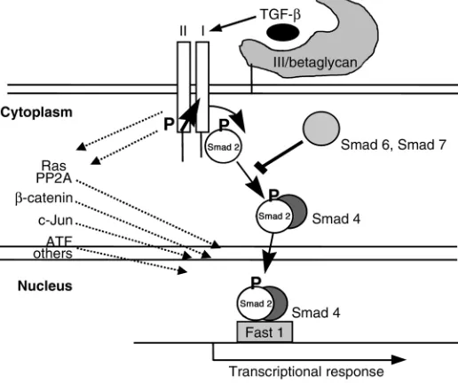 Figure 1β