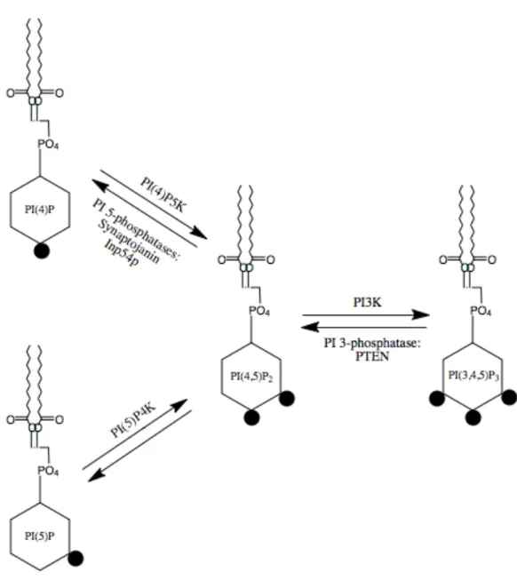 Figure 1.4. PI(4,5)P 2  metabolism 