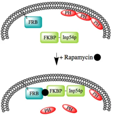 Figure 1.6. Schematic of rapamycin-induced depletion of PI(4,5)P 2  from the plasma  membrane 
