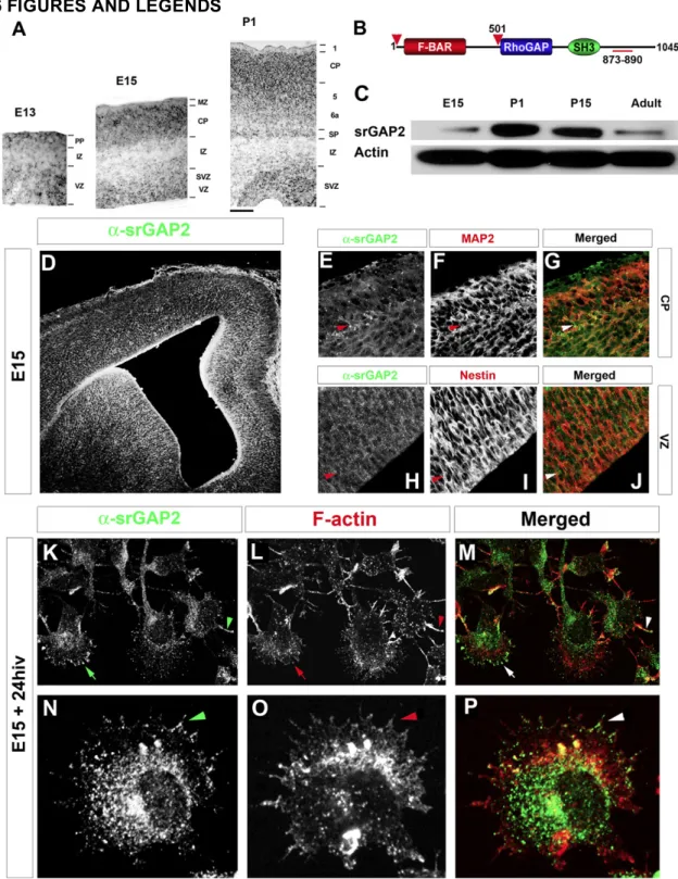 Figure 2.1. srGAP2 is expressed in neuronal progenitors and postmitotic neurons  and localizes to sites of membrane protrusion 