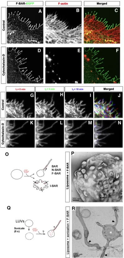 Figure 2.2 F-BAR-induced filopodia required F-Actin for their dynamic formation but  not for their structural maintenance 