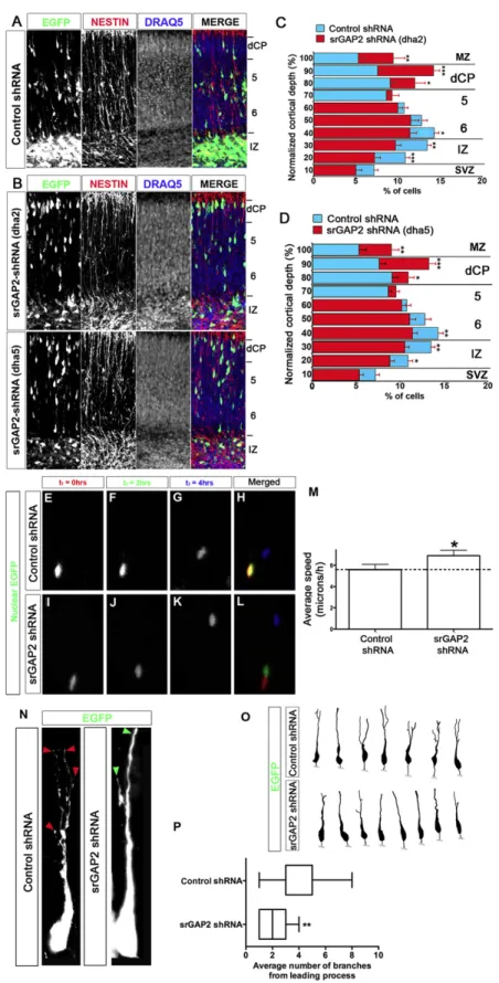 Figure 2.5. Knockdown of srGAP2 promotes neuronal migration and reduces LP  branching 