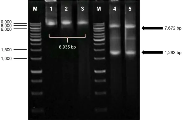 Figure 1 Analysis of the inserted gene (H5-GFP) by using restriction enzyme digestion and polymerase chain reaction.Notes: M: GeneRulerTM DNA ladder Kit, 1 Kbp (Fermentas, Burlington, Canada); lane 1, 2, 3: single digestion with XhoI; lane 4, 5: double dig