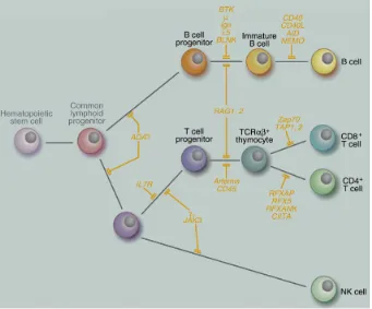 Figure 1Schematic representation of lymphoid development and genetic lesions leading to immunodeficiency.