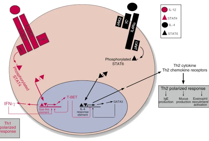 Figure 1JAK-STAT signaling and the generation of Th1 and Th2 cells. Following antigen presentation, a naive CD4+ T cell will differentiate along the Th1 or