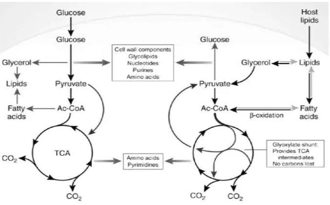 Figure 5. The biodegradation mechanism of LDPE with CRAD additives 