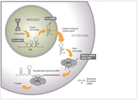 Figure 1. Biogenesis of micro-RNA (source: Life Technologies).  