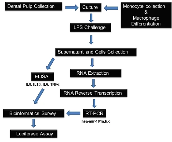 Figure 2. Flow diagram of the methods employed in this study.  