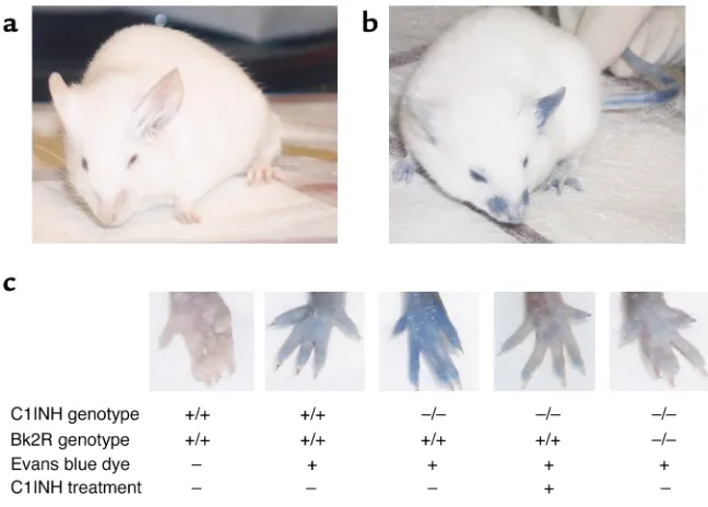 Figure 3Analysis of vascular permeability.