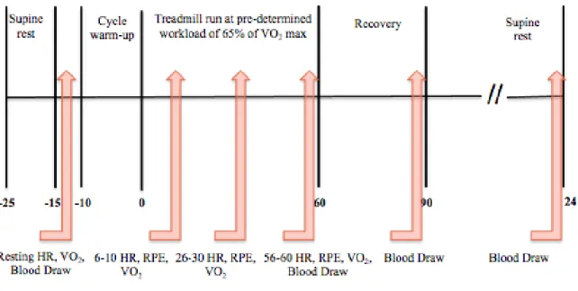 Figure 2: A diagram showing the protocol of the experimental sessions. 