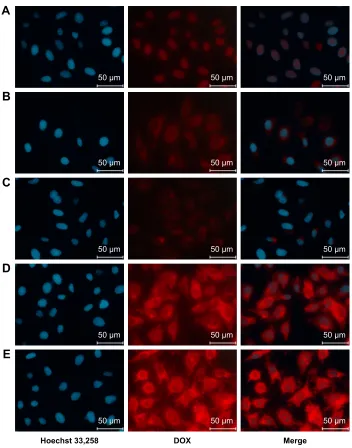 Figure 9 Representative fluorescence microscopy of HepG2 with (A) DOX, (B) DOX@MSN-NH2, (C) DOX@MSN-COOH, (D) DOX@MSN-NH2(HA/CS/HA), and (E) DOX@MSN-NH2(HA/CS/HA/CS-FA) after administration for 2 h.Abbreviations: CS, chitosan; DOX, doxorubicin; FA, folic acid; FA-CS, FA-modified CS; HA, hyaluronic acid; MSN, mesoporous silica nanoparticle.