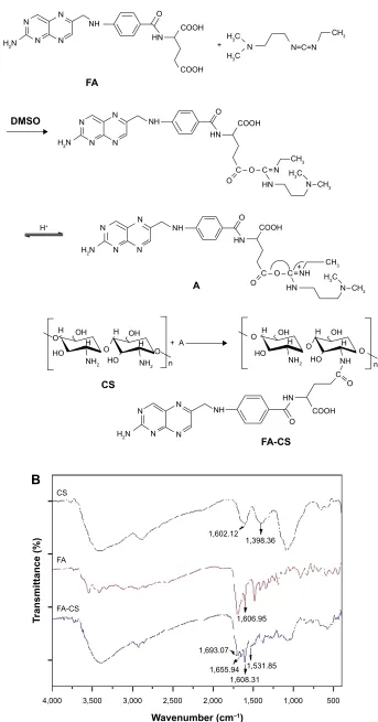 Figure 5 (A) Synthesis schemes of FA-CS. (B) FT-IR spectra of FA, CS, and FA-CS.Abbreviations: CS, chitosan; DMSO, dimethyl sulfoxide; FA, folic acid; FA-CS, FA-modified CS; FT-IR, Fourier transform infrared.