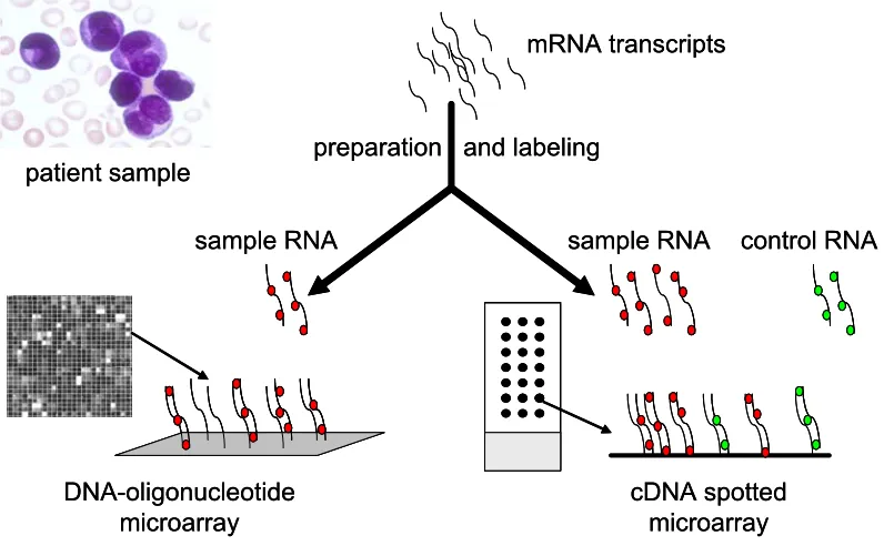Figure 1. Different types of microarray platforms. Microarray platforms vary according to: (A) the solid support used (such as glass slides or silicon wafers), (B) the surface modifications with various substrates, (C) the type and length of DNA fragments 