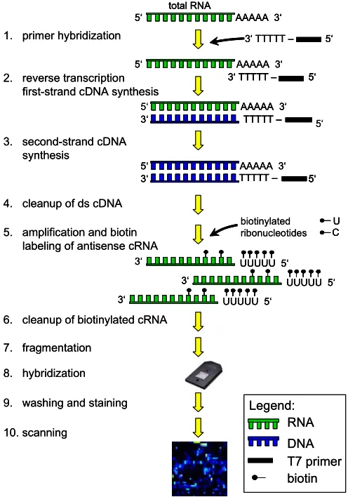 Figure 5. Gene expression analysis overview. The gene expression profiling analysis starts with the sample target preparation