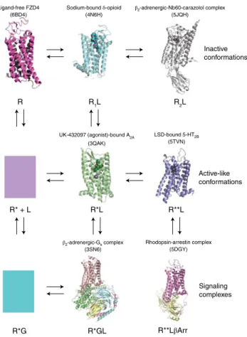 Fig. 4 | Structural rearrangements associated with distinct GPCR states. 