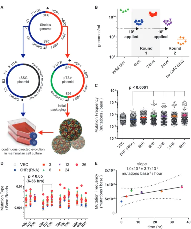 Figure 1. Sindbis Virus for Facile Directed Evolution in Mammalian Cell Culture Development of Sindbis virus for facile, mutagenic viral propagation in mammalian cell culture.