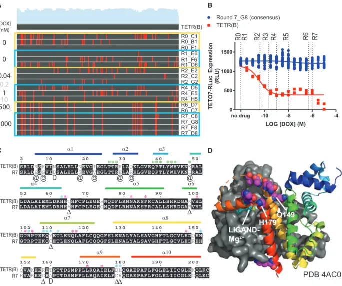 Figure 2. Directed Evolution of Transcription Factors with Sindbis