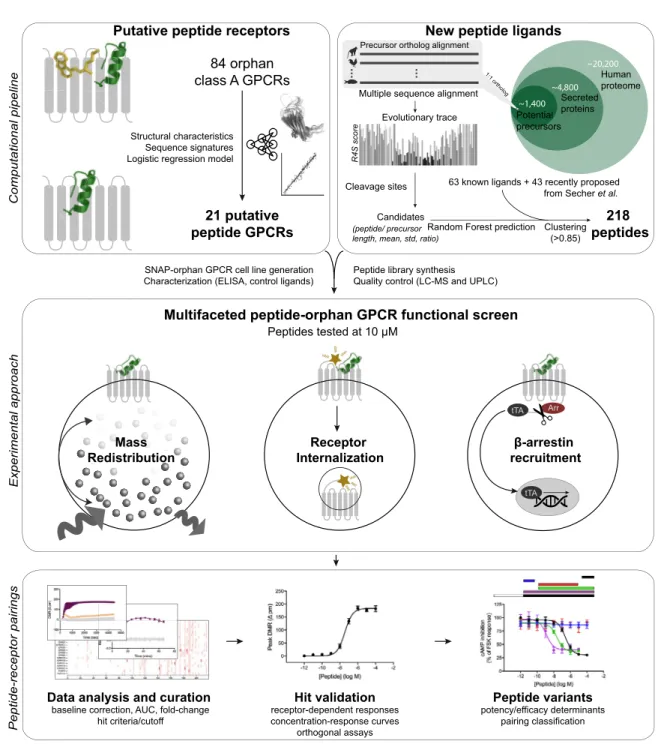 Figure S1. Peptide-Receptor Pairing Approach, Related to Figures 2, 3, 4, and 5