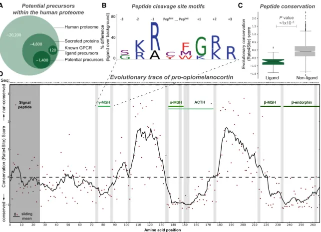 Figure 2. Universal Precursor Processing and Peptide Ligand Gene Conservation Hotspots