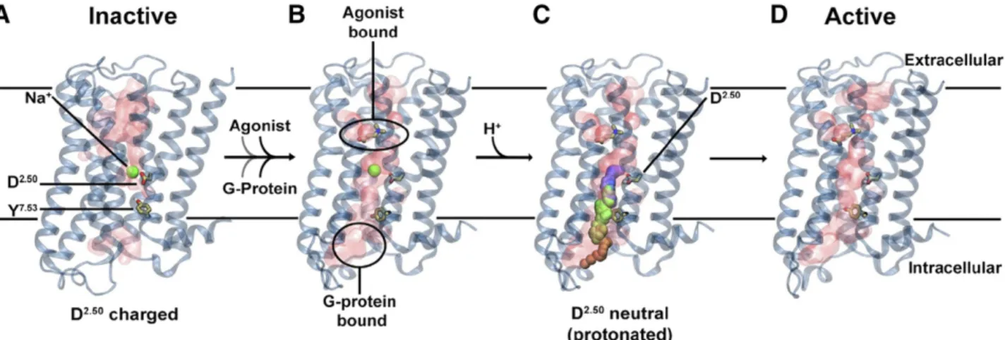 Fig. 6. Updated version of the Na 1 involvement in GPR activation mechanism. (A) Inactive receptor conformation has an Na 1 ion bound to D 2.50 in a pocket, which is sealed from the cytosol by a hydrophobic layer around Y 7.53 