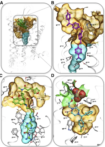 Fig. 7. GPCR pockets for binding bitopic ligands that target specific ion binding sites