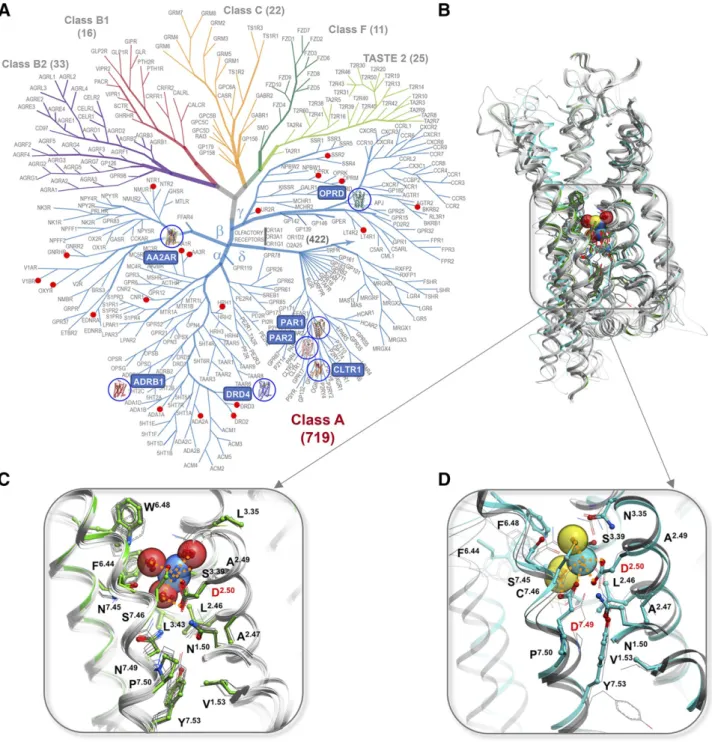 Fig. 2. Conserved Na 1 sites in GPCRs. (A) GPCR superfamily tree with blue circles highlighting receptor structures with Na 1 resolved in the conserved pocket and red dots marking GPCR with established allosteric effect of Na 1 