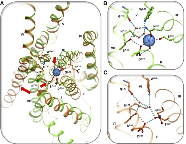 Fig. 3. Conformational changes in the sodium pocket upon activation of opioid receptors