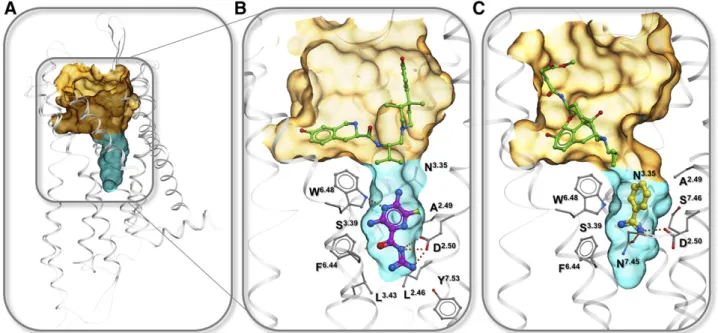Fig. 4. GPCR pockets for binding allosteric ligands that target conserved sodium binding pocket