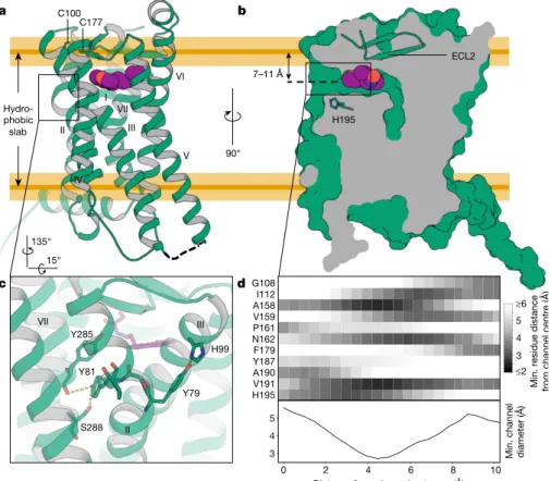 Fig. 1 | Structural features of MT 1 . a, Overall architecture of MT 1