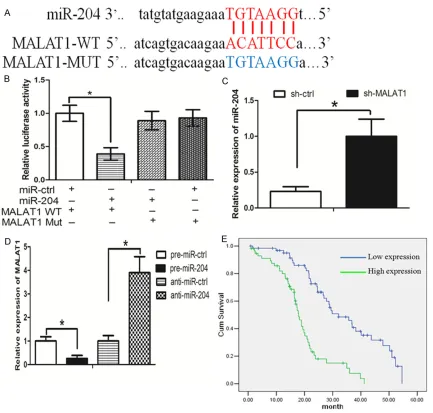 Figure 4. A: The wild-type (wt) MALAT1 and mutant (mut) MALAT1 reporter vector was constructed as indicated